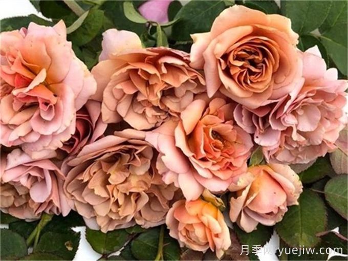 咖啡拿铁月季推荐,棕色复古玫瑰(图1) 咖啡拿铁月季推荐,棕色复古玫瑰(图1)