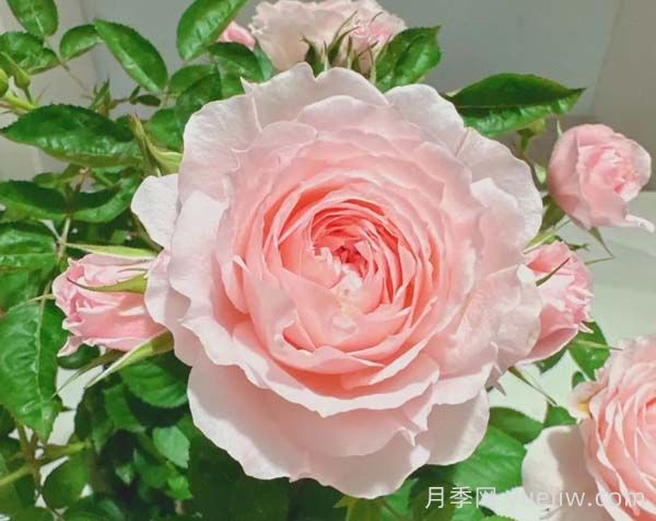 玉脂月季推荐，国产月季的颜值仙女(图1)