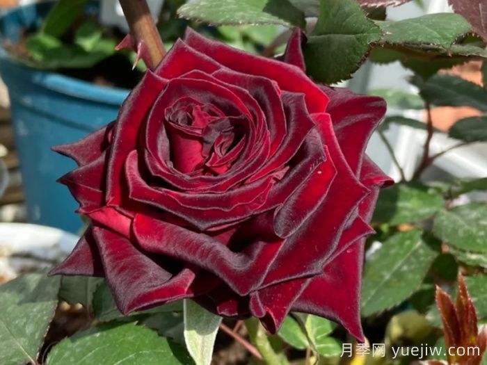 黑色玫瑰，惊鸿一瞥，艳压群芳(图1)