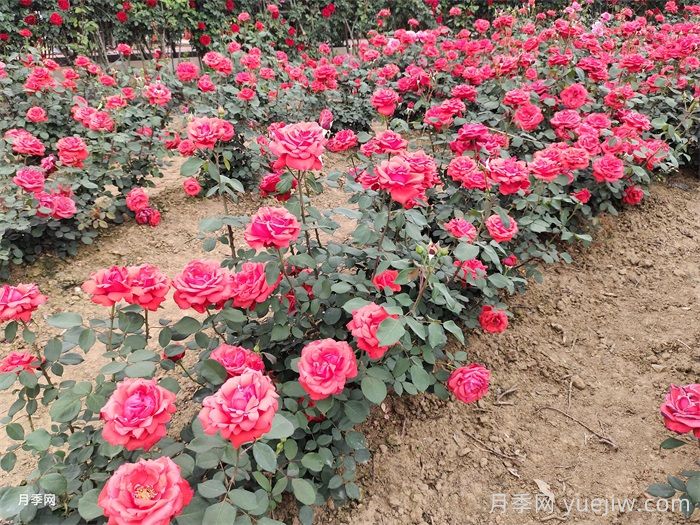 如何快速改善园林绿化种植土壤的结构？(图1)