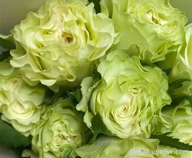 月季推荐，琉璃翠月季(图1)