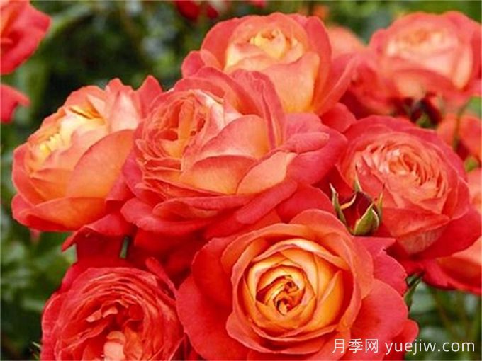 橙色浪漫月季推荐，花色鲜艳，浪漫橙色(图1)