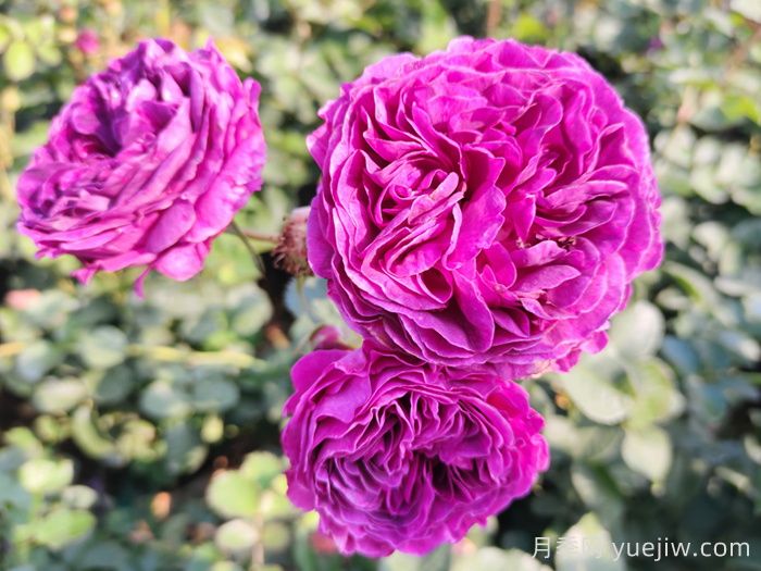 月季推荐，比利时月季(图1)