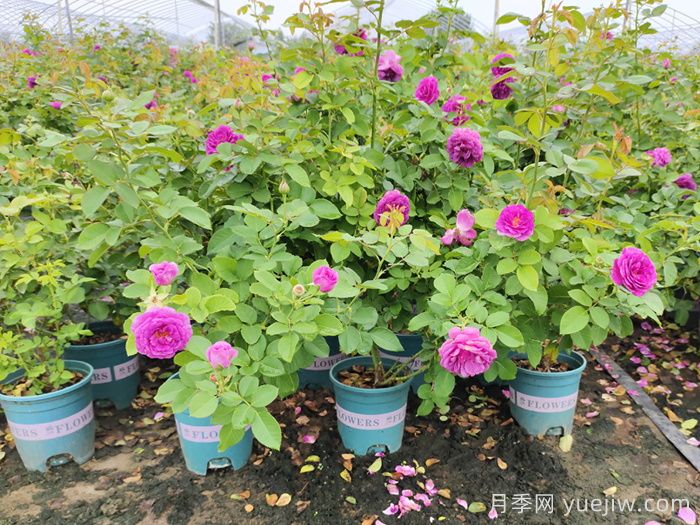 月季推荐，比利时月季(图2)