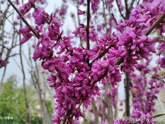 紫荆和紫薇是不是一种花?紫荆和紫薇的花期区别?(图2) 紫荆和紫薇是不是一种花?紫荆和紫薇的花期区别?(图2)
