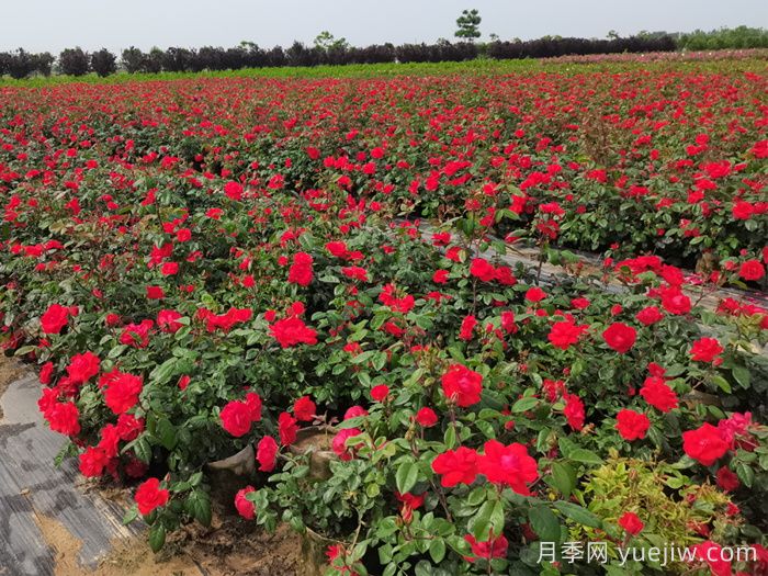 秋季月季苗施肥的时间和好处(图2)