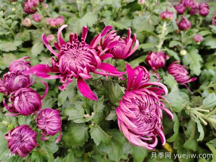 11月份选花指南，花市畅销的8种花(图1)