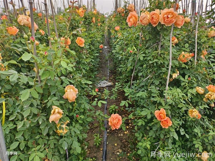 夏洛特夫人月季有什么缺点？(图2)