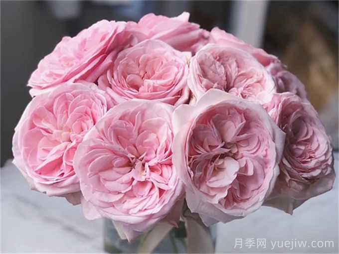 粉荔枝月季介绍(图1) 粉荔枝月季介绍(图1)