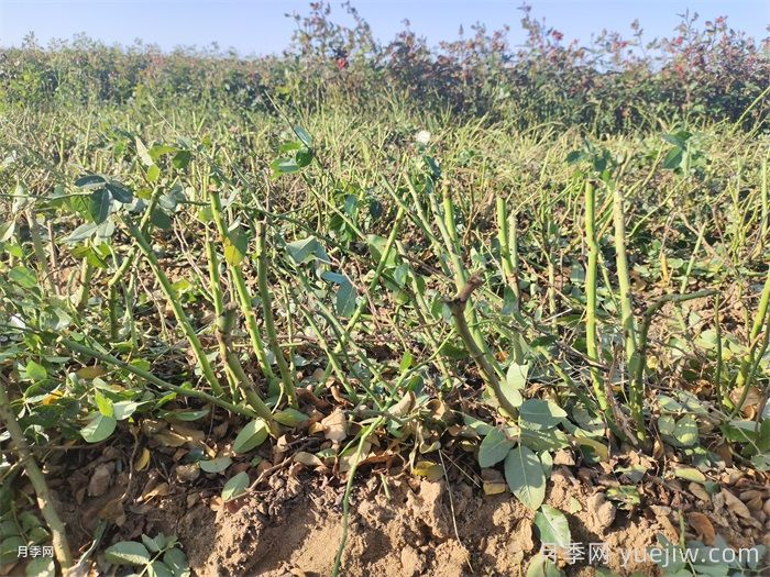 月季叶子掉个不停?光杆月季如何重新发芽?(图1) 月季叶子掉个不停?光杆月季如何重新发芽?(图1)