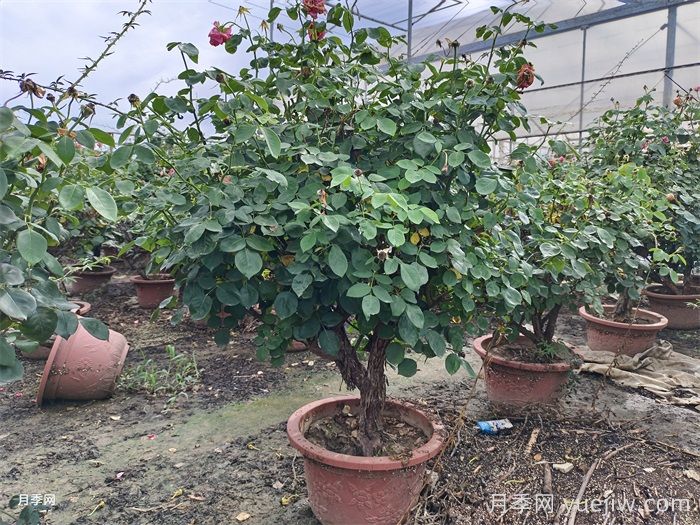 月季叶子掉个不停?光杆月季如何重新发芽?(图3) 月季叶子掉个不停?光杆月季如何重新发芽?(图3)