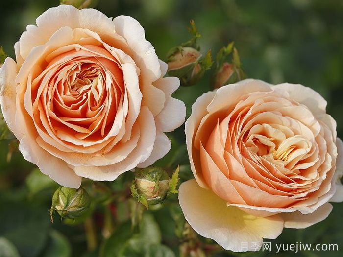 丹陶百香果月季介绍,有美妙香气的切花月季(图1) 丹陶百香果月季介绍,有美妙香气的切花月季(图1)