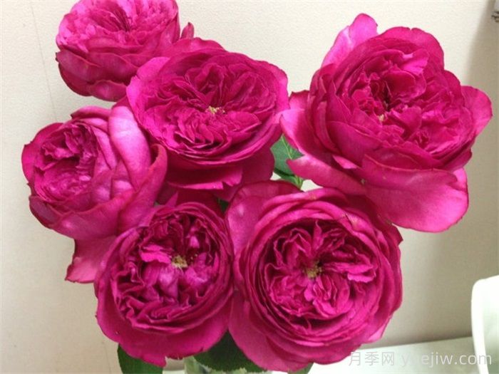 40个伊芙月季系列品种汇总(图4)