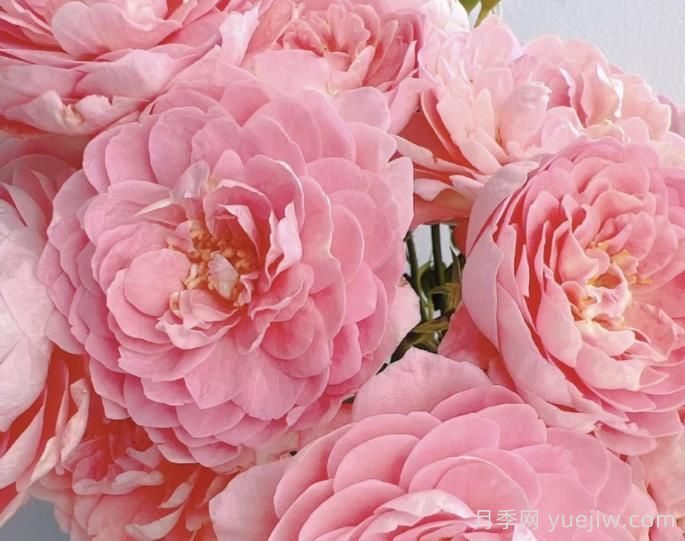 蜜桃果汁阳台月季介绍(图1)