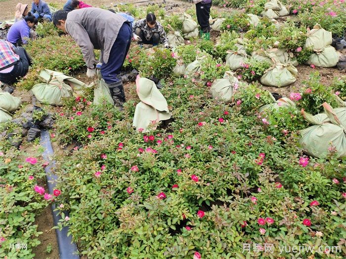 月季小苗的缓苗办法？提高移栽成活率(图2)