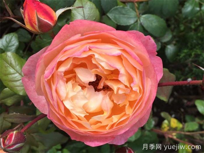 艾玛汉密尔顿夫人月季，香气迷人，颜值出彩    (图1)