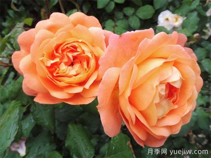 艾玛汉密尔顿夫人月季，香气迷人，颜值出彩    (图2)