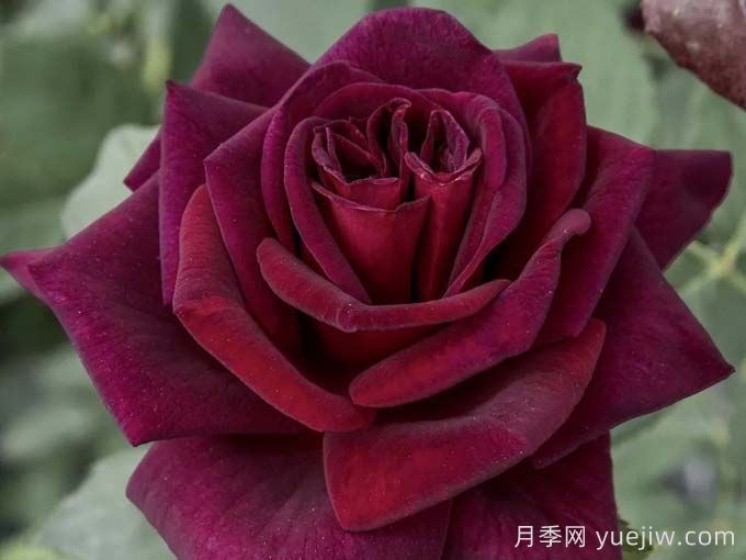 切花暗香月季，浓香版黑巴克(图1)