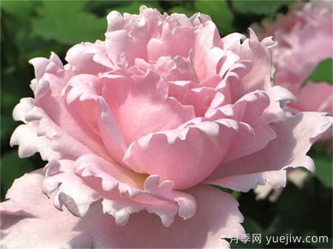 索菲罗莎月季推荐，独特花瓣，美妙浓香(图1)