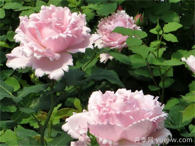 索菲罗莎月季推荐，独特花瓣，美妙浓香(图2)