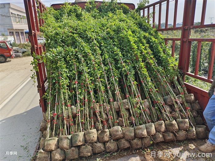 牵引时藤本月季枝条折断的处理方法(图2)