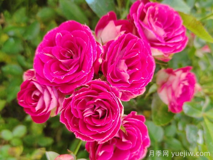 微型月季一年四季花开不断，微型月季栽培手册(图2)