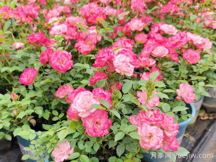 微型月季一年四季花开不断，微型月季栽培手册(图3)
