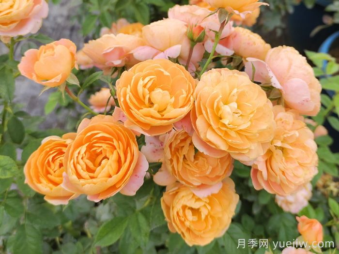 微型月季一年四季花开不断，微型月季栽培手册(图1)