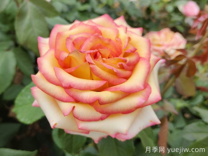 百十种四季配置应用的花木植物品种(图3) 百十种四季配置应用的花木植物品种(图3)