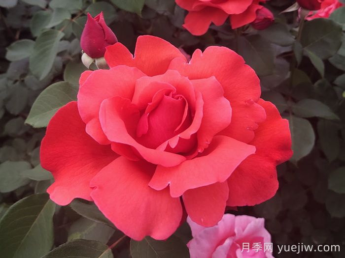 60种常见花卉植物汇总(图1) 60种常见花卉植物汇总(图1)