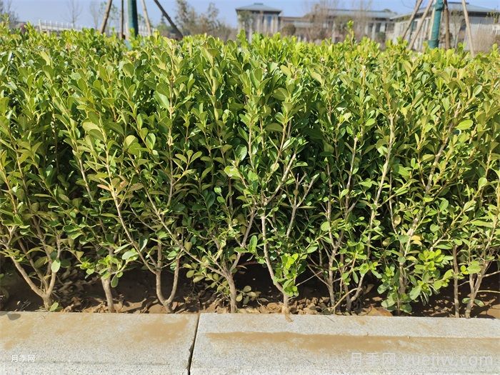 植物科普：小叶黄杨(图1)