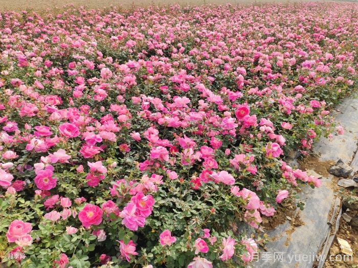 园林绿化怎样抢救萎蔫的月季花？(图1)