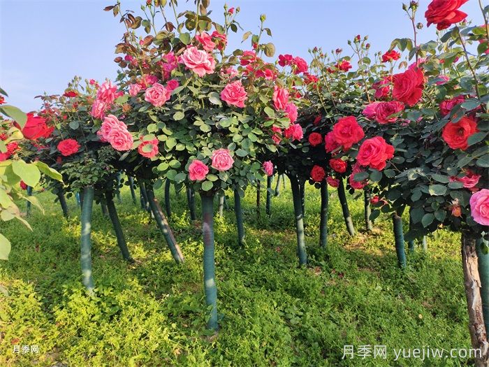 庭院花园春季养护方案(图2) 庭院花园春季养护方案(图2)