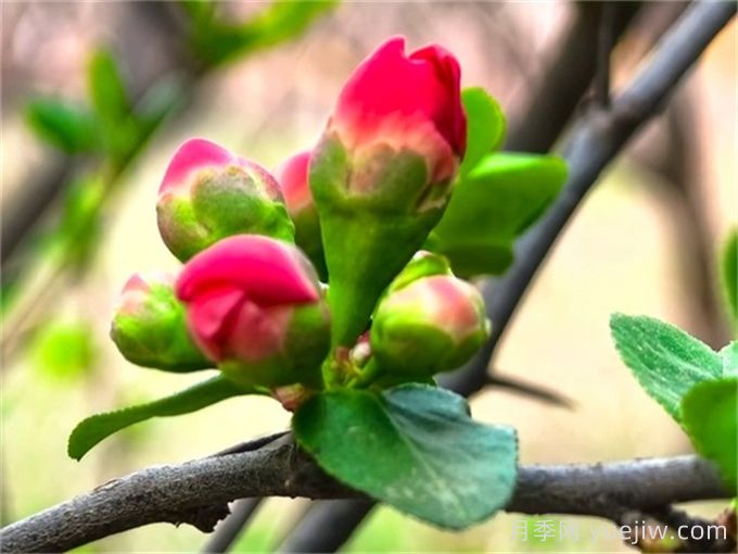 植物百科：贴梗海棠(图1)