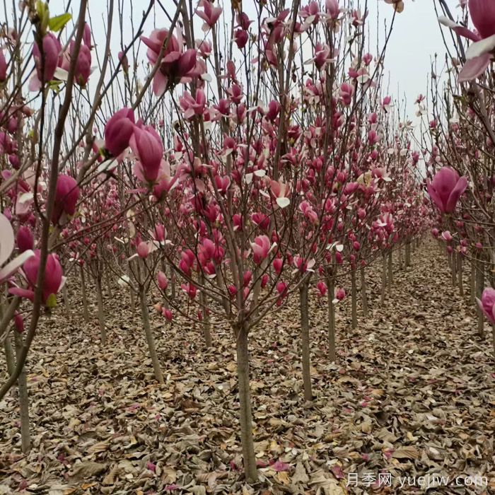 玉兰、木兰、辛夷、望春分别是什么花?(图2) 玉兰、木兰、辛夷、望春分别是什么花?(图2)