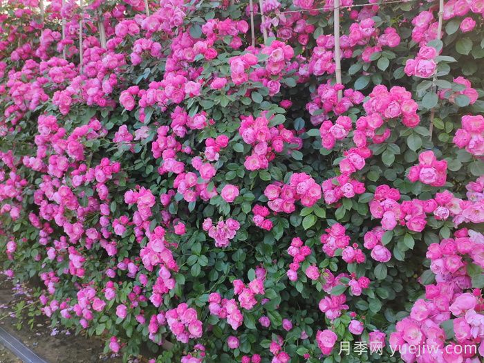 庭院花园植物搭配指南，打造精彩院落(图1)