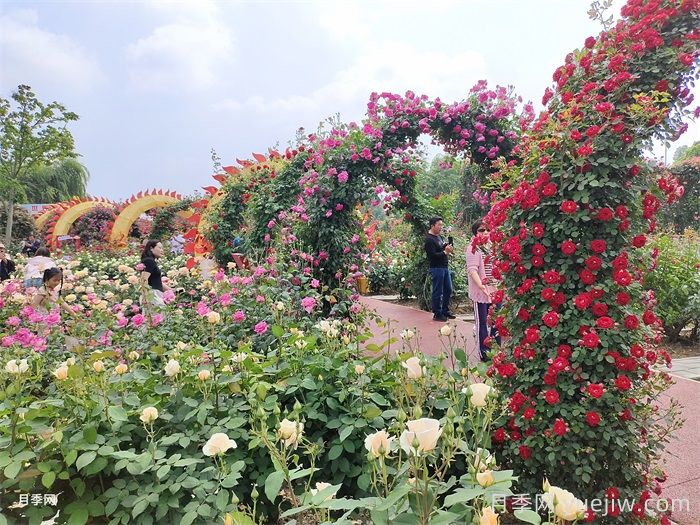 花境的植物组团设计，设计师必备的意向图(图1)