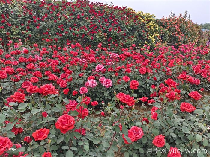 8个花园种植入门技巧，送给设计师与爱好者(图1)