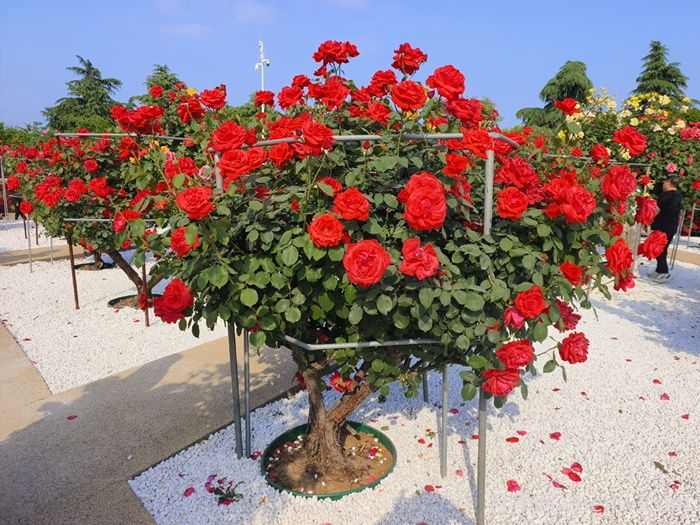 6种庭院花园常见风格(图1) 6种庭院花园常见风格(图1)