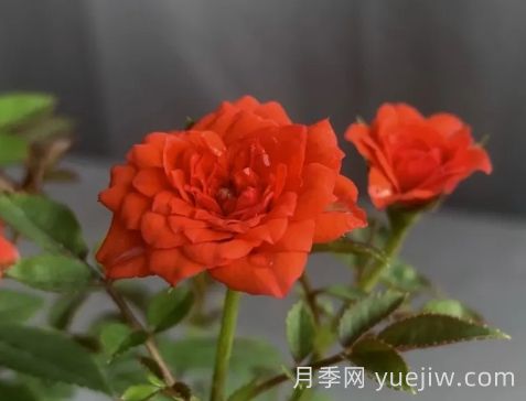 月季推荐,朱红姬月季(图1) 月季推荐,朱红姬月季(图1)