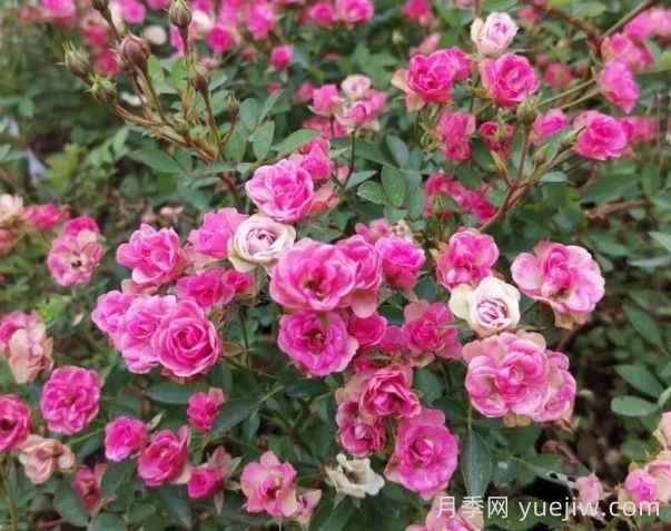 超微月季推荐，金平糖月季(图1)