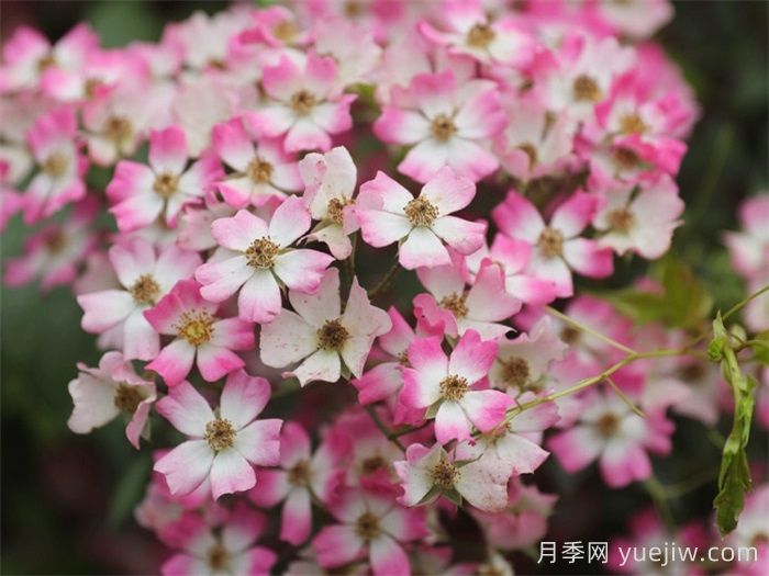 微月月季推荐,遮阳伞月季(图1) 微月月季推荐,遮阳伞月季(图1)