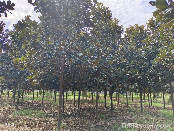 2月份补栽小乔木的推荐品种及注意事项(图1) 2月份补栽小乔木的推荐品种及注意事项(图1)