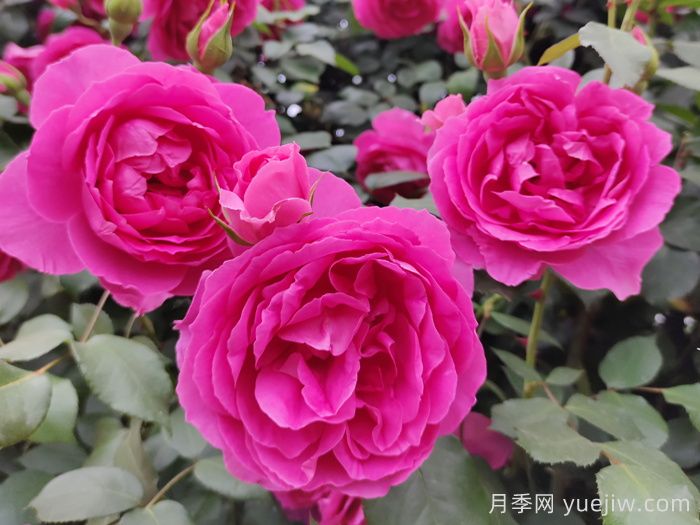 30种漂亮的月季品种,你养了几种?(图2) 30种漂亮的月季品种,你养了几种?(图2)