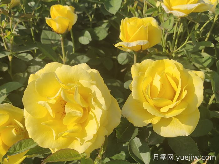 30种漂亮的月季品种,你养了几种?(图3) 30种漂亮的月季品种,你养了几种?(图3)