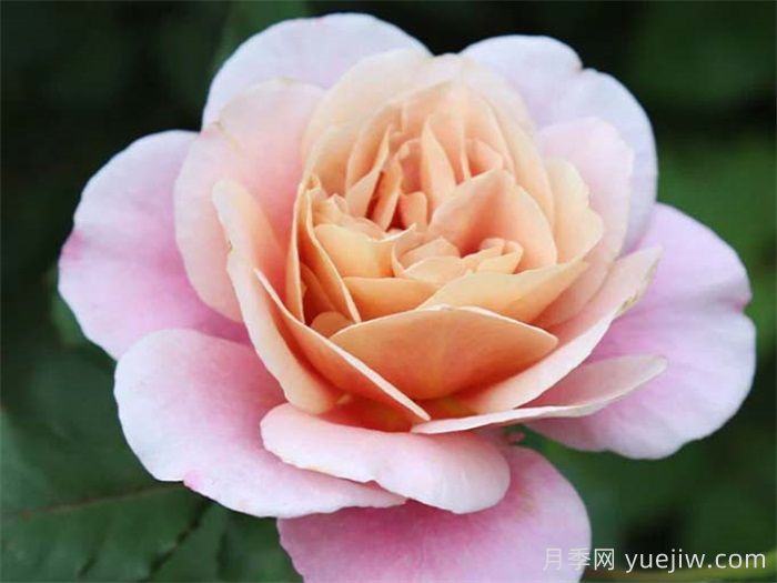 30种漂亮的月季品种,你养了几种?(图4) 30种漂亮的月季品种,你养了几种?(图4)