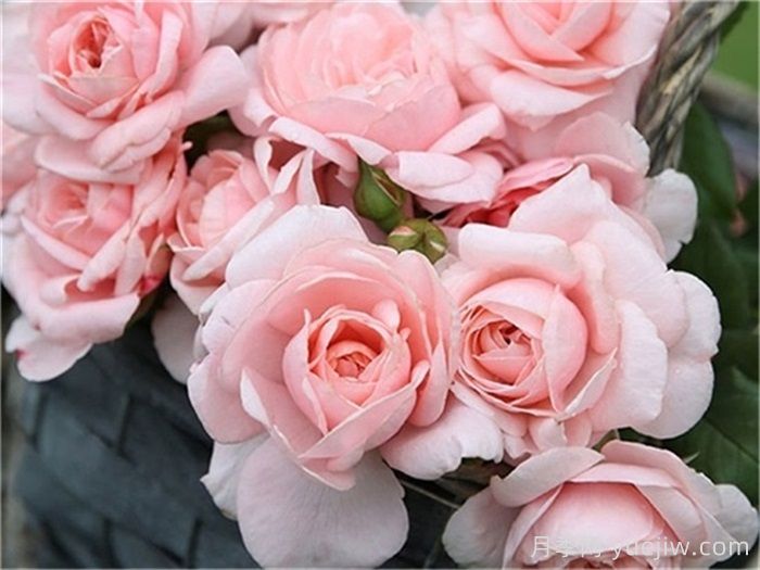 30种漂亮的月季品种,你养了几种?(图5) 30种漂亮的月季品种,你养了几种?(图5)