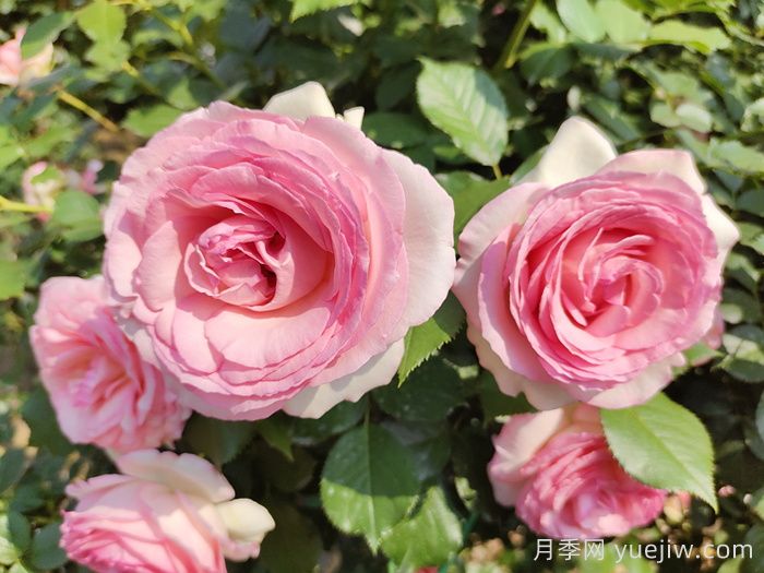 做花墙做拱门,9个藤本月季品种不能错过(图1) 做花墙做拱门,9个藤本月季品种不能错过(图1)