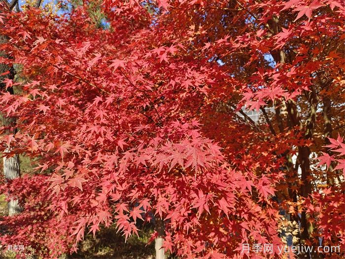 适合家庭庭院的常见树种(图1) 适合家庭庭院的常见树种(图1)