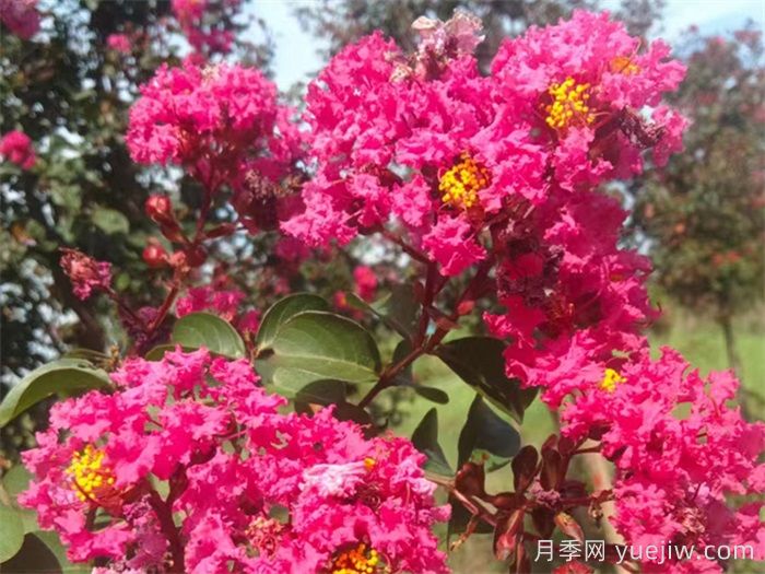 适合家庭庭院的常见树种(图2) 适合家庭庭院的常见树种(图2)